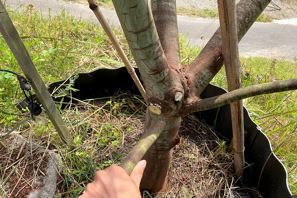 細い枝が密集した箇所のカットに特化した ツルギ細枝 のこぎりでモッコウバラの剪定してみました Makit メキット By Diy Factory